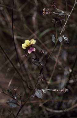 APII jpeg image of Goodenia arachnoidea  © contact APII