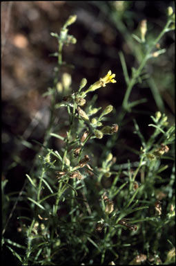 APII jpeg image of Goodenia armitiana  © contact APII