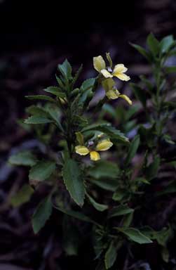 APII jpeg image of Goodenia grandiflora  © contact APII