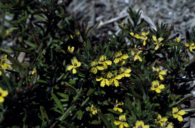 APII jpeg image of Goodenia heterophylla subsp. montana  © contact APII