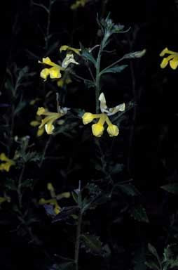 APII jpeg image of Goodenia heterochila  © contact APII