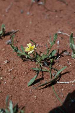 APII jpeg image of Goodenia lunata  © contact APII