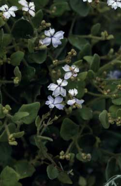 APII jpeg image of Dampiera hederacea  © contact APII