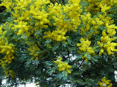 APII jpeg image of Acacia parramattensis  © contact APII