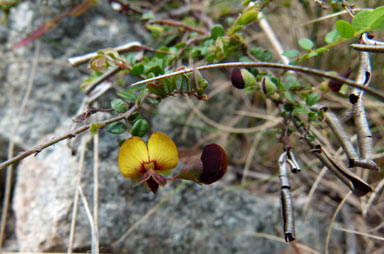 APII jpeg image of Bossiaea buxifolia  © contact APII