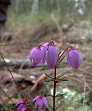 APII jpeg image of Tetratheca thymifolia  © contact APII