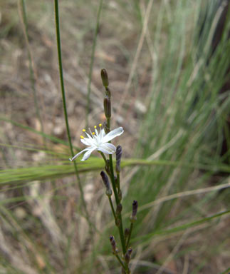 APII jpeg image of Caesia calliantha  © contact APII