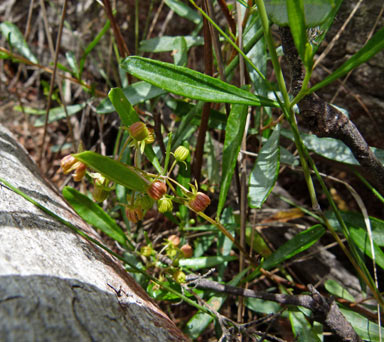 APII jpeg image of Dodonaea viscosa subsp. spatulata  © contact APII