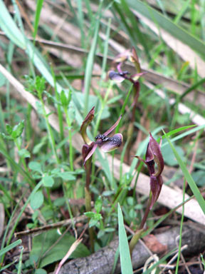 APII jpeg image of Chiloglottis formicifera  © contact APII