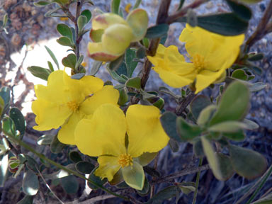 APII jpeg image of Hibbertia obtusifolia  © contact APII