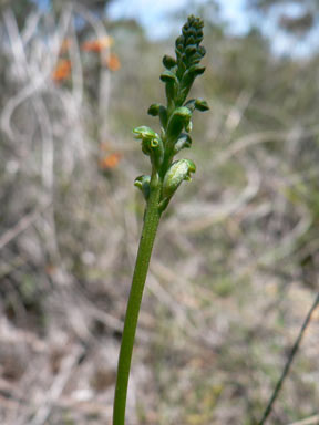 APII jpeg image of Microtis unifolia  © contact APII