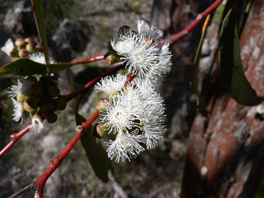 APII jpeg image of Eucalyptus pauciflora  © contact APII