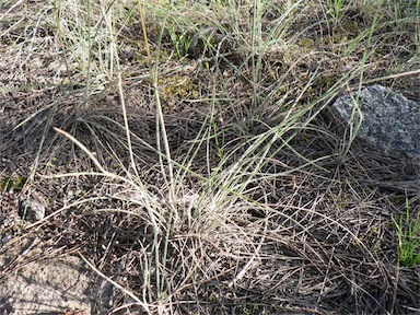 APII jpeg image of Austrostipa mollis  © contact APII