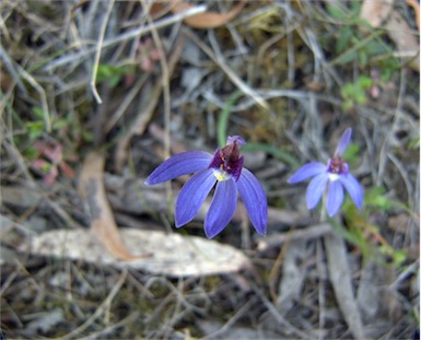 APII jpeg image of Caladenia caerulea  © contact APII