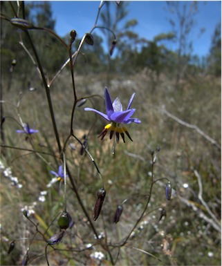 APII jpeg image of Dianella revoluta var. revoluta  © contact APII