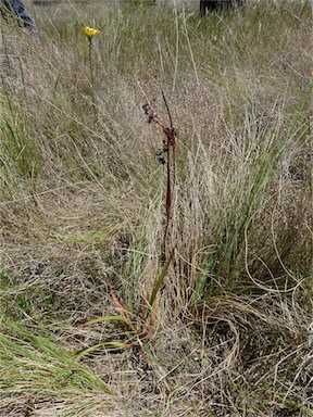 APII jpeg image of Luzula densiflora  © contact APII