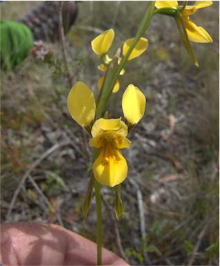 APII jpeg image of Diuris aurea  © contact APII