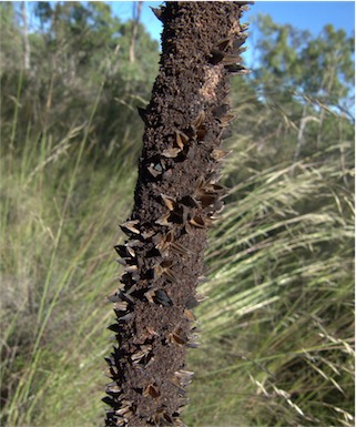 APII jpeg image of Xanthorrhoea concava  © contact APII