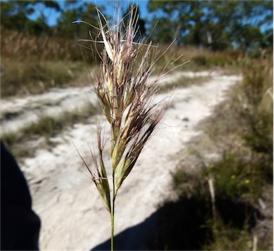 APII jpeg image of Rytidosperma setaceum  © contact APII