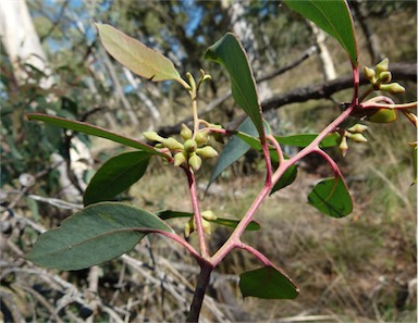 APII jpeg image of Eucalyptus macrorhyncha subsp. macrorhyncha  © contact APII