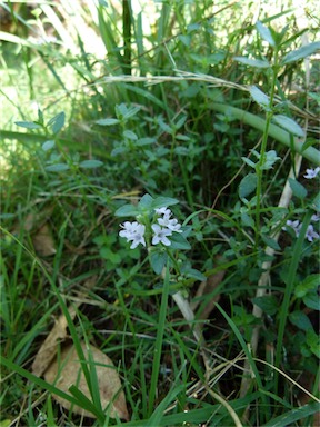 APII jpeg image of Mentha diemenica  © contact APII