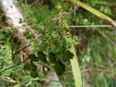 APII jpeg image of Adiantum aethiopicum  © contact APII