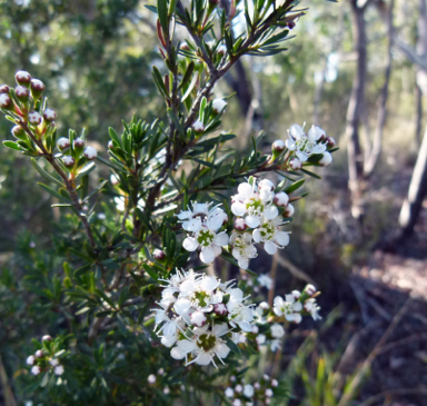 APII jpeg image of Kunzea ericoides  © contact APII