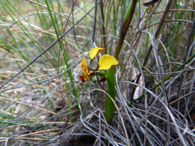 APII jpeg image of Diuris semilunulata  © contact APII