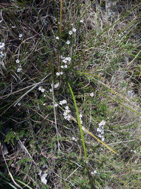 APII jpeg image of Leptospermum multicaule  © contact APII