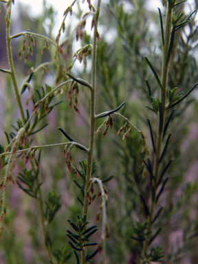 APII jpeg image of Cassinia arcuata  © contact APII