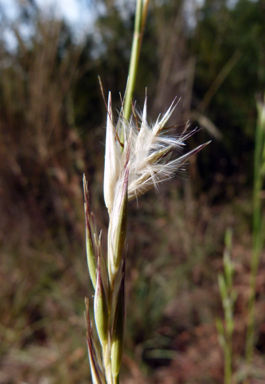 APII jpeg image of Rytidosperma fulvum  © contact APII