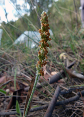 APII jpeg image of Plantago gaudichaudii  © contact APII