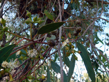 APII jpeg image of Eucalyptus macrorhyncha subsp. macrorhyncha  © contact APII