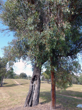 APII jpeg image of Eucalyptus macrorhyncha subsp. macrorhyncha  © contact APII