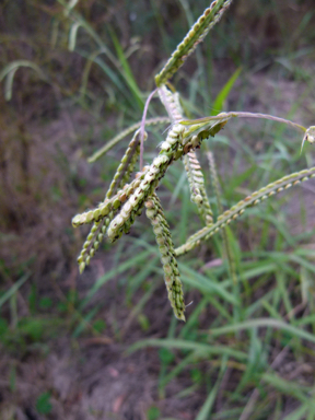 APII jpeg image of Paspalum dilatatum  © contact APII