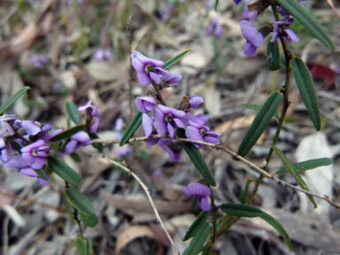 APII jpeg image of Hovea heterophylla  © contact APII