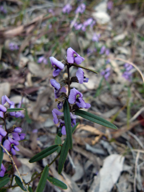 APII jpeg image of Hovea heterophylla  © contact APII