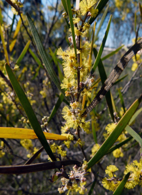 APII jpeg image of Acacia dawsonii  © contact APII