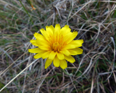 APII jpeg image of Microseris lanceolata  © contact APII