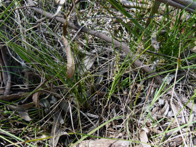 APII jpeg image of Lomandra filiformis subsp. filiformis  © contact APII