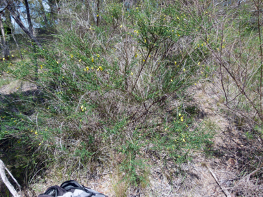 APII jpeg image of Cytisus scoparius  © contact APII