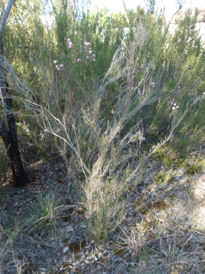 APII jpeg image of Kunzea parvifolia  © contact APII