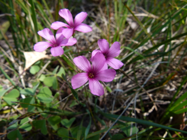 APII jpeg image of Oxalis articulata  © contact APII