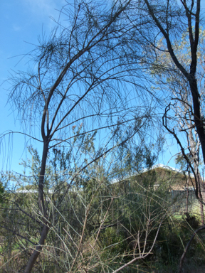 APII jpeg image of Allocasuarina verticillata  © contact APII