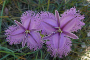 APII jpeg image of Thysanotus tuberosus subsp. tuberosus  © contact APII