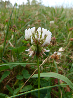 APII jpeg image of Trifolium repens var. repens  © contact APII