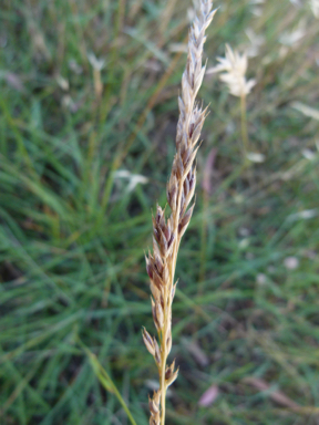 APII jpeg image of Festuca arundinacea  © contact APII