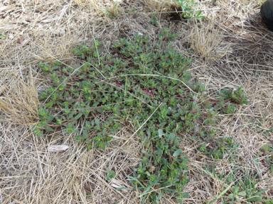 APII jpeg image of Portulaca oleracea  © contact APII