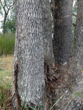 APII jpeg image of Eucalyptus bridgesiana  © contact APII