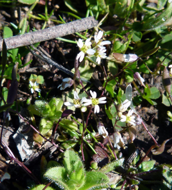 APII jpeg image of Erophila verna subsp. verna  © contact APII